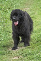 newfoundland dog