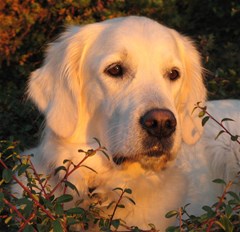 goldenretriever3