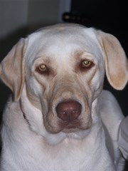 labradorretriever4