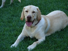 labradorretriever