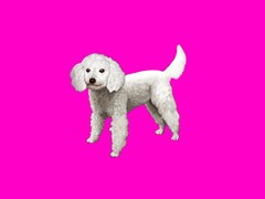 bp white poodle dog gifts