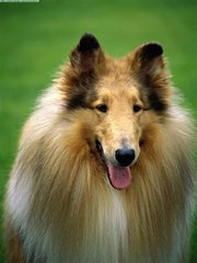 collie2