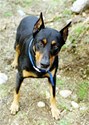 DobermanPinscher99