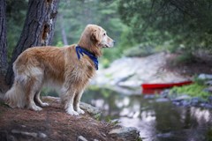 labradorretriever97