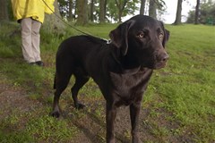 labradorretriever98