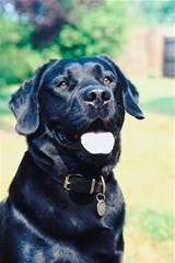 labradorretriever99