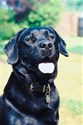 LabradorRetriever99
