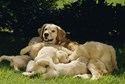 LabradorRetrieverPuppies98