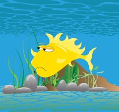 yellow grumpy fish