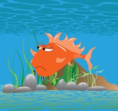 orange grumpy fish