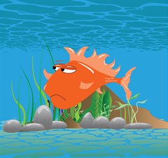 orange grumpy fish