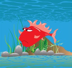 red grumpy fish