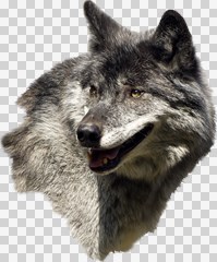 wolf head