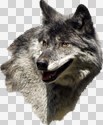Wolf Head 3
