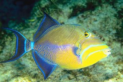 triggerfish2