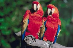 parrots6