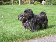 affenpinscher