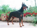 Doberman4