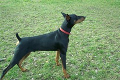 doberman