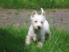 westhighlandwhiteterrier2