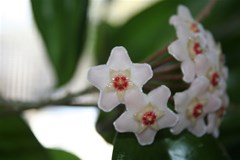 hoya