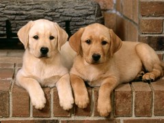 labrador puppy