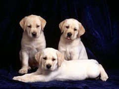 labrador puppy