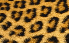 leopard print