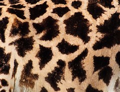 giraffe print dark