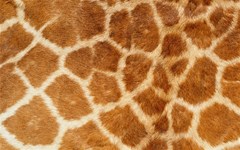 giraffe print