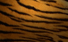 tiger print dark