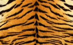 tiger print