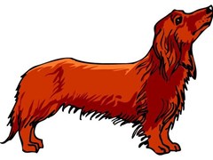 long haired daschund