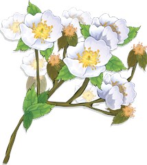 flower038