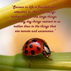 ladybug