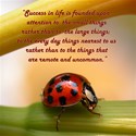 ladybug