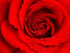 red rose