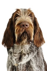 spinone italiano dog