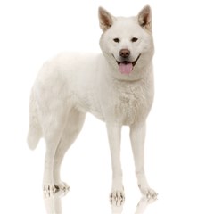 akita dog m2