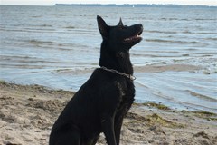 black german shepherd