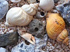 beach treasures