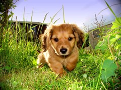 puppy in grass