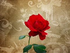 red rose art