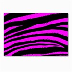 Pink Zebra Postcard 4 x 6  (Pkg of 10)