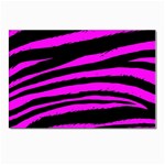 Pink Zebra Postcards 5  x 7  (Pkg of 10)