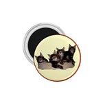 Maine coone kittens 1.75  Magnet