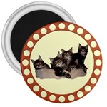 Maine coone kittens 3  Magnet
