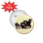 Maine coone kittens 1.75  Button (10 pack) 