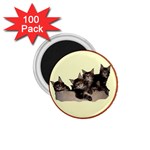 Maine coone kittens 1.75  Magnet (100 pack) 