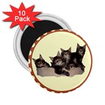 Maine coone kittens 2.25  Magnet (10 pack)
